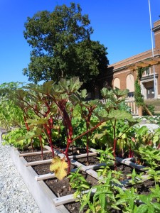 Congress Elementary started a community garden where neighbors and students can learn to grow their own food.