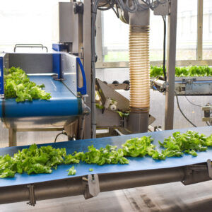 Once harvested, a machine cuts the lettuce and places it on a conveyor belt