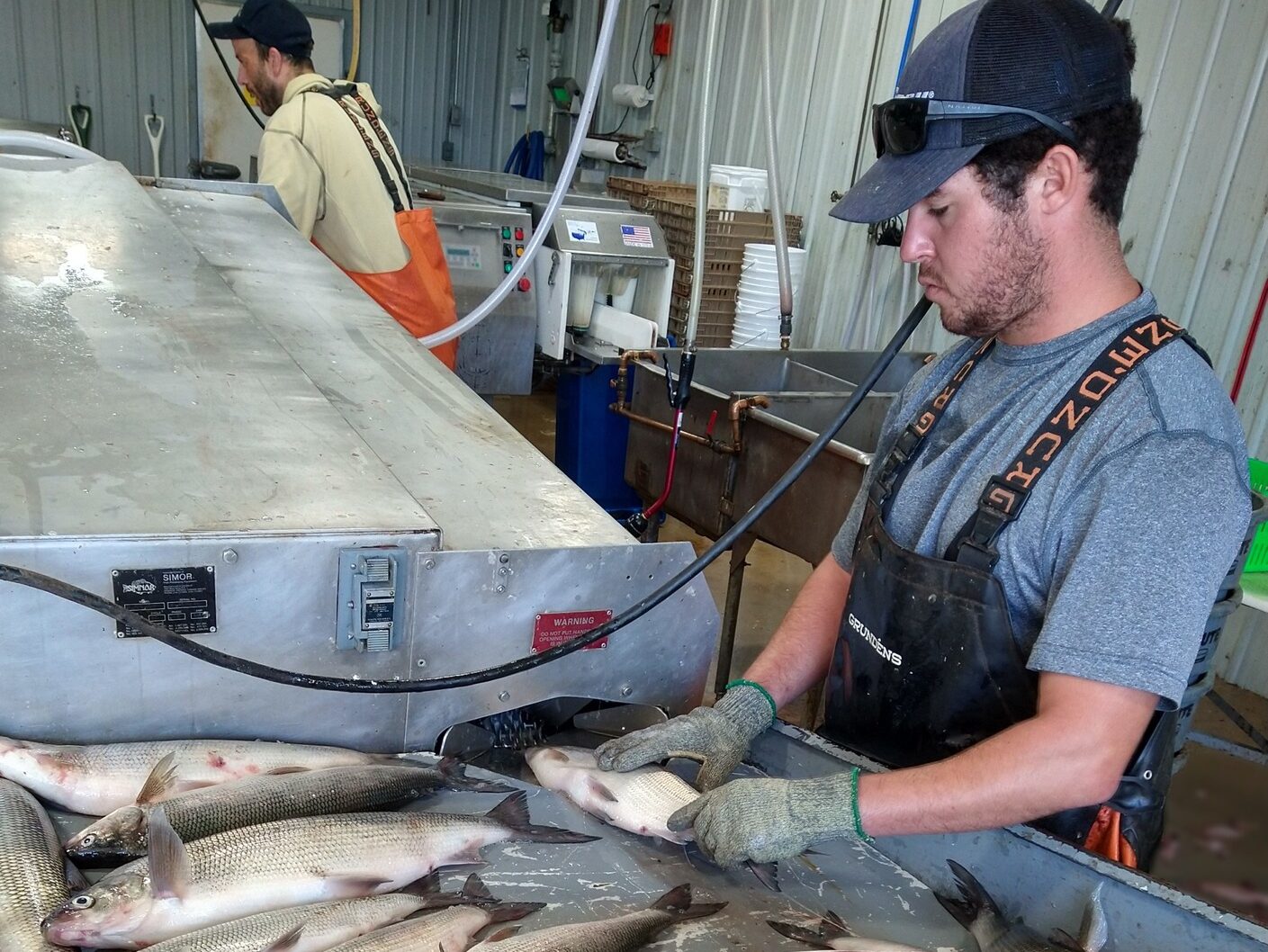 Fish being processed by Jamie Massey of Massey Fish Co.
