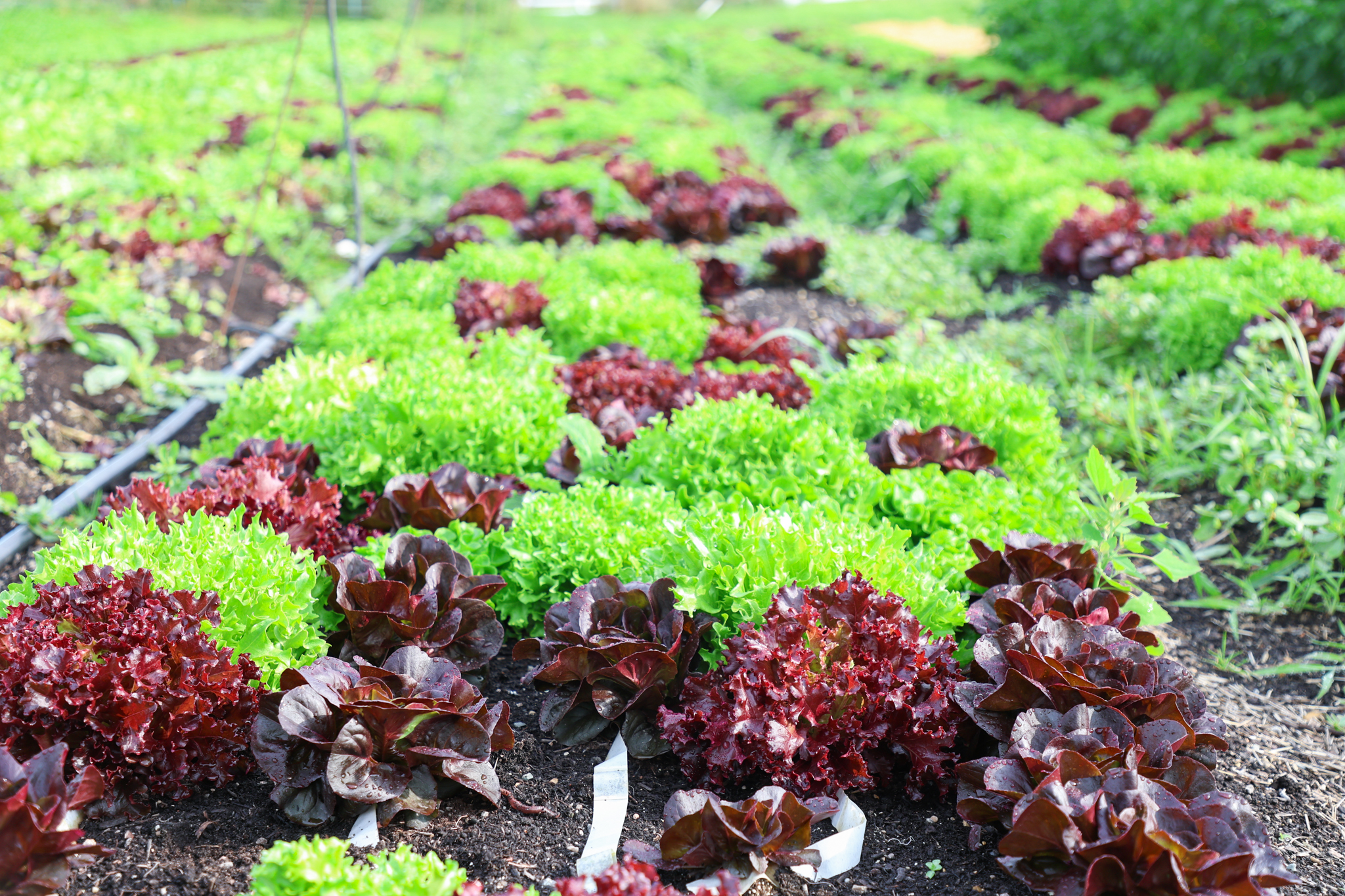 A row of greens from Green Wagon Farm.