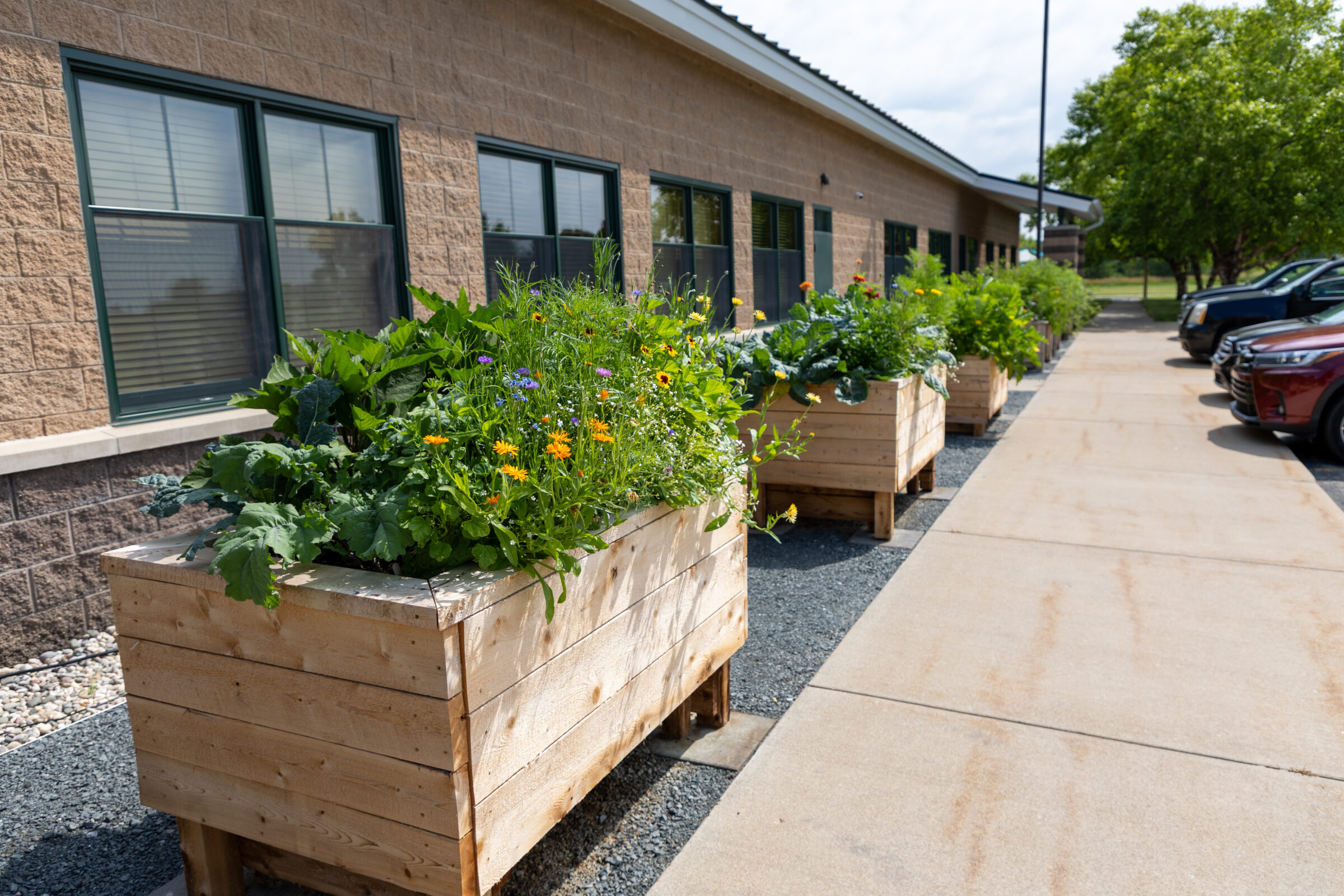 Garden boxes containing several plants along a sidewalk.