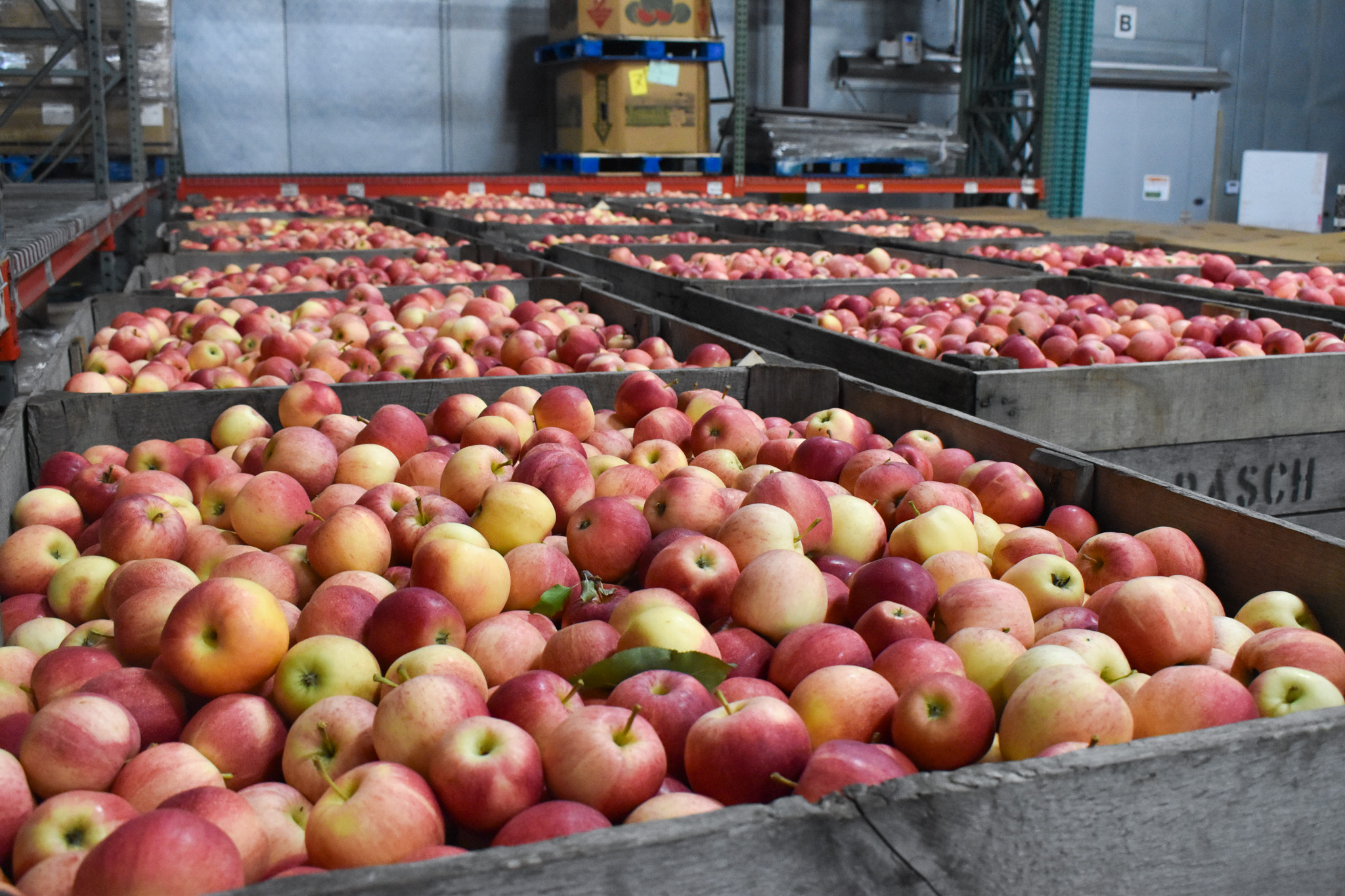 Rows of apples in crates.