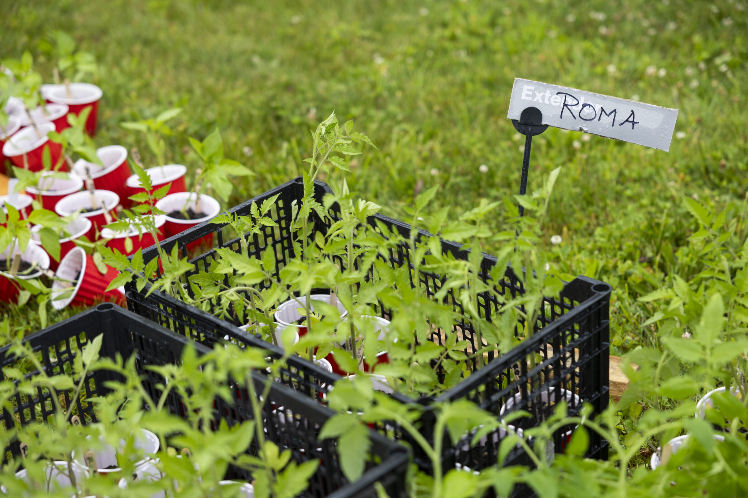 Black crate filled with potted plants. One section has a sign labeled Roma.