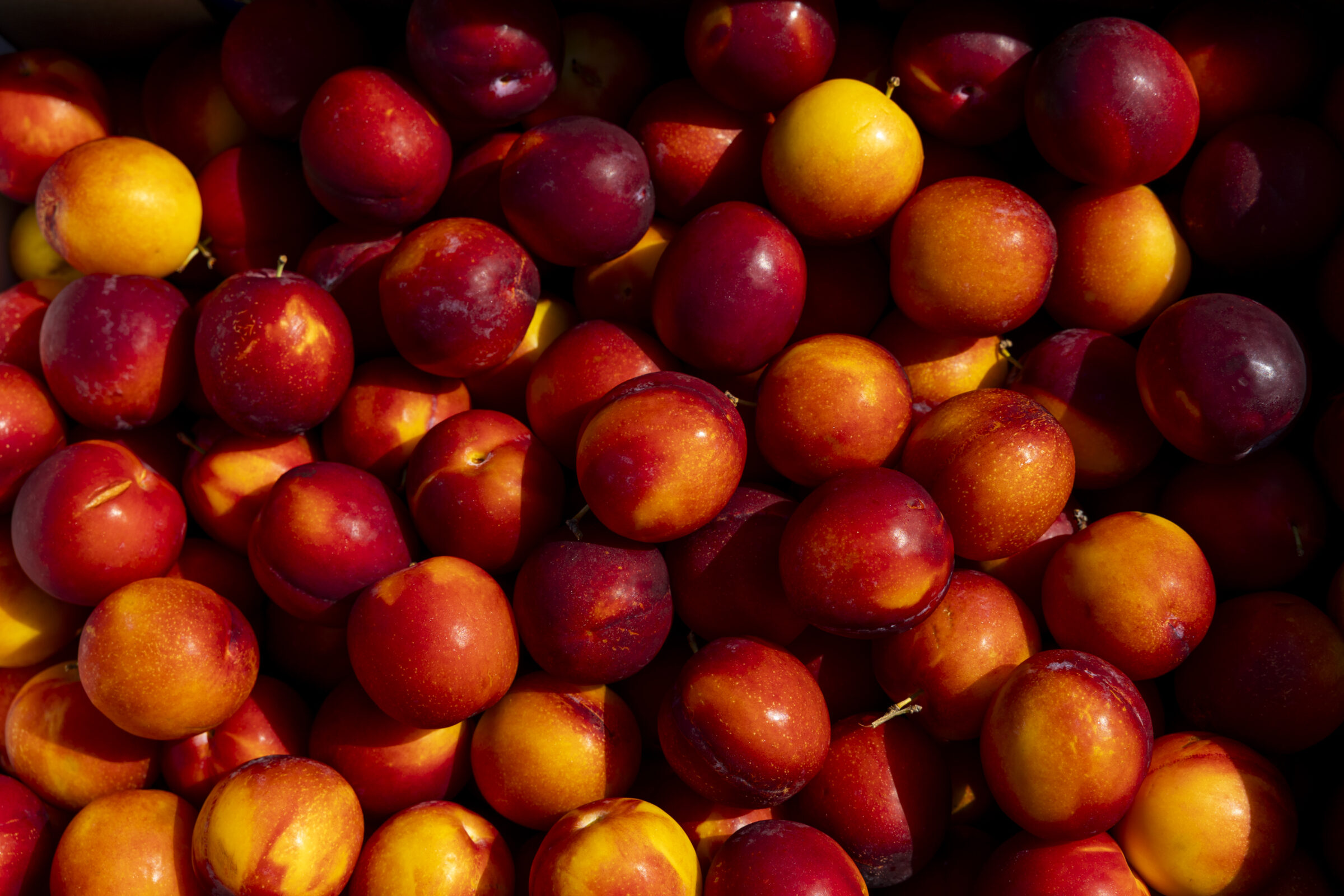 A box of plums in various shades.